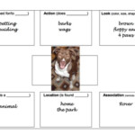 Activities For Aphasia Groups vol 1 Semantic Feature Analysis