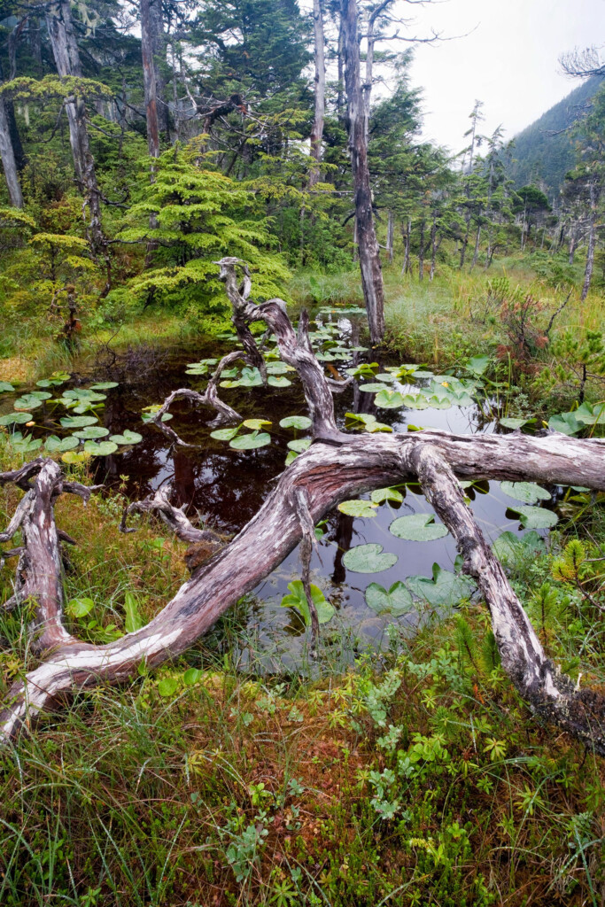 Alaska Muskeg Alaska Wilderness Charters Juneau Alaska 907 419 4474