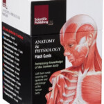 Anatomy And Physiology Flash Cards By Scientific Publishing