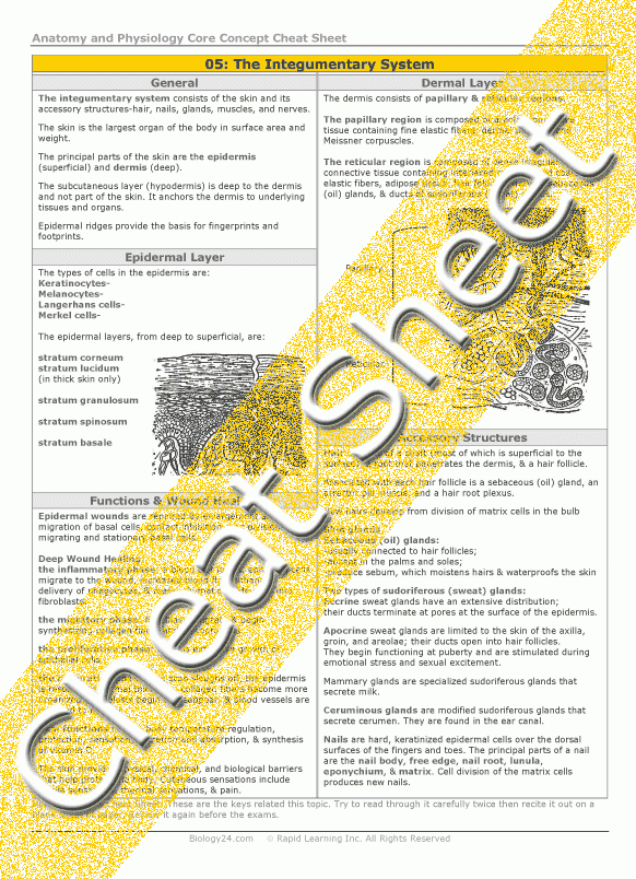 Anatomy And Physiology The Integumentary System