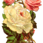 Antique Graphic Pink And White Roses The Graphics Fairy