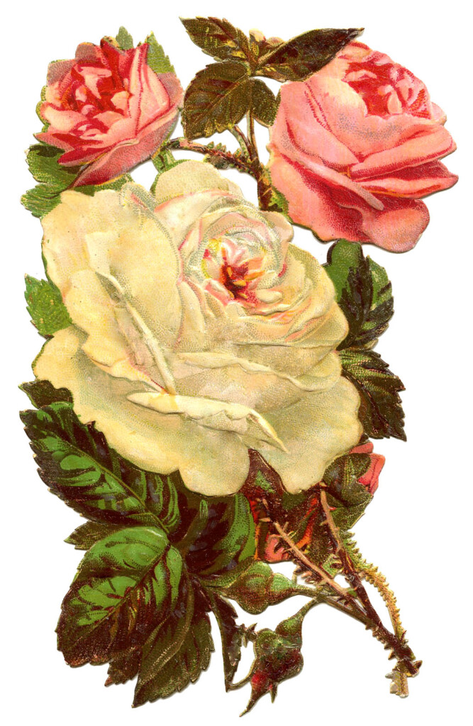 Antique Graphic Pink And White Roses The Graphics Fairy