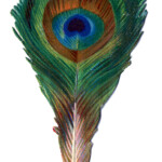 Antique Graphic Small Peacock Feather The Graphics Fairy