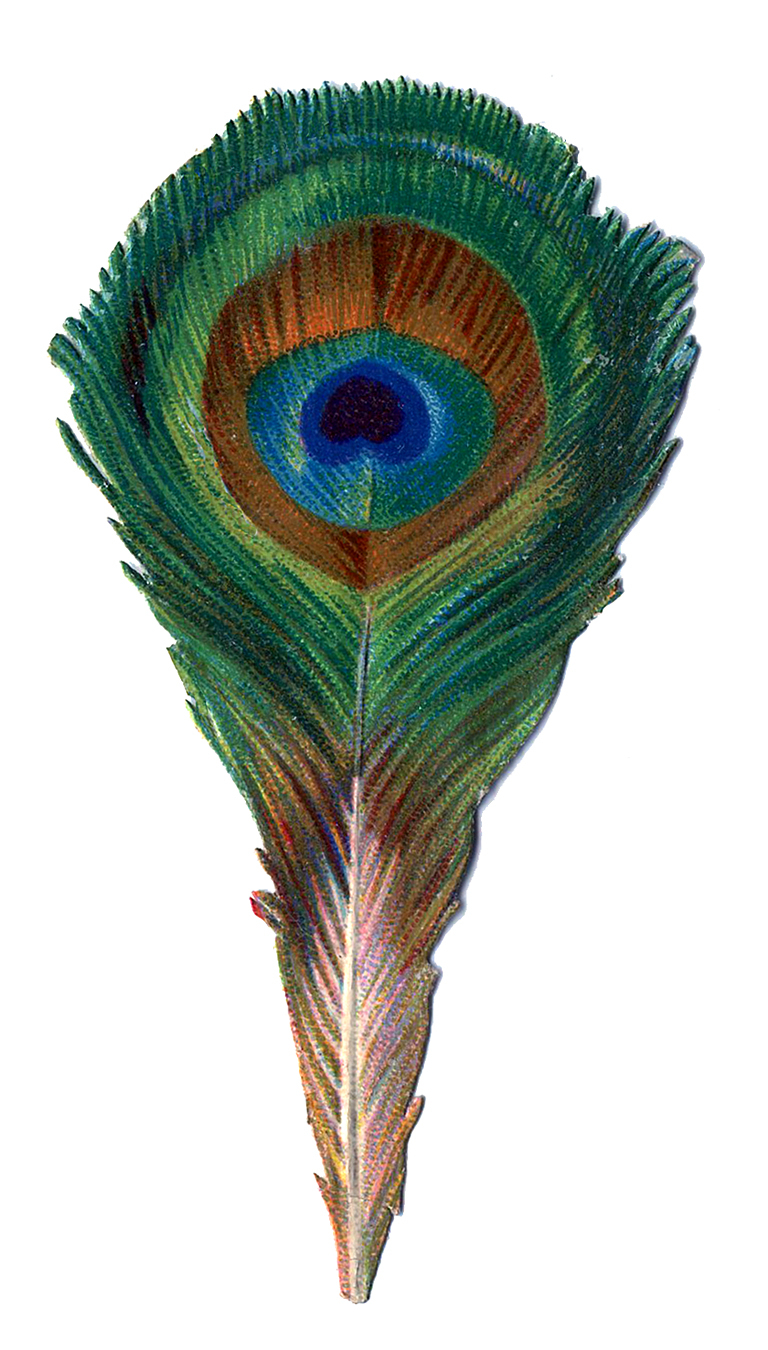 Antique Graphic Small Peacock Feather The Graphics Fairy