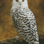 Artecy Cross Stitch Snowy Owl Cross Stitch Pattern To Print Online