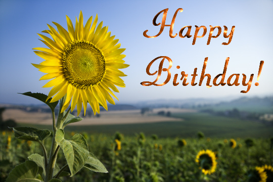 Birthday Sunflower Free Flowers ECards Greeting Cards 123 Greetings