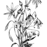 Black And White Floral Drawing The Graphics Fairy