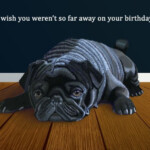 Black Pug Far Away Birthday Wishes Card Ad SPONSORED Pug Black