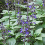 Blue Anise Sage Salvia Guaranitica In Lake Forest California CA At