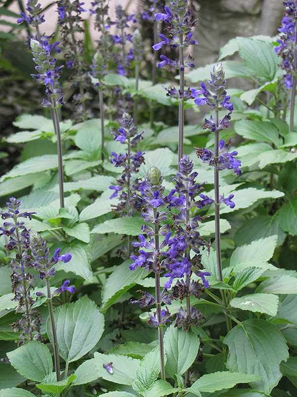 Blue Anise Sage Salvia Guaranitica In Lake Forest California CA At