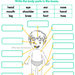 Body Part Worksheets For Kindergarten Worksheets Master