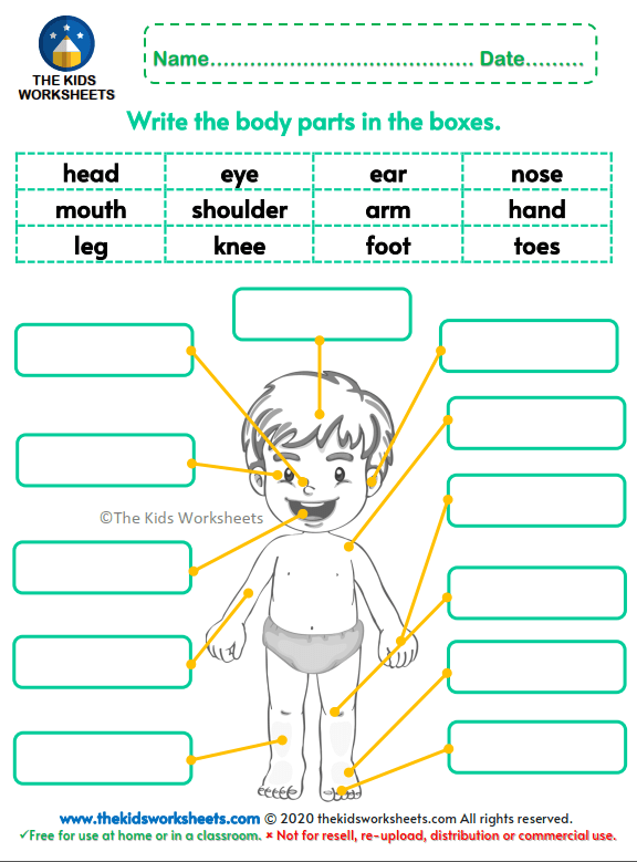 Body Part Worksheets For Kindergarten Worksheets Master