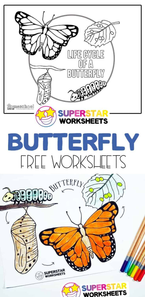 Butterfly Life Cycle Worksheets In 2020 Teaching Life Cycle 