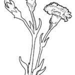 Carnation Coloring Pages To Download And Print For Free