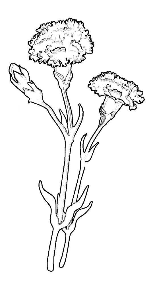 Carnation Coloring Pages To Download And Print For Free