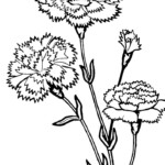 Carnation Coloring Pages To Download And Print For Free