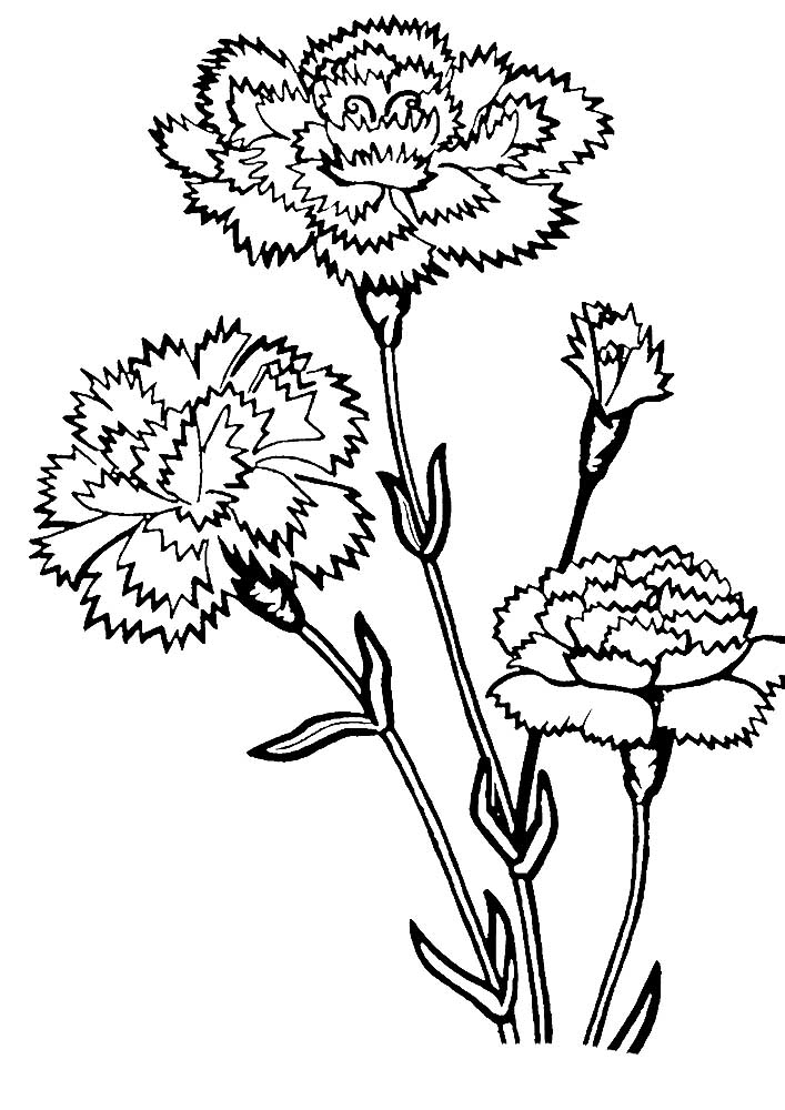 Carnation Coloring Pages To Download And Print For Free