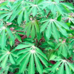 Cassava Appropedia The Sustainability Wiki