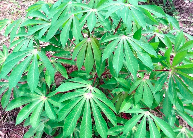 Cassava Appropedia The Sustainability Wiki