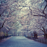 Cherry Blossoms Spring Central Park New York City Flickr