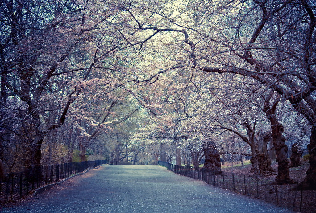 Cherry Blossoms Spring Central Park New York City Flickr