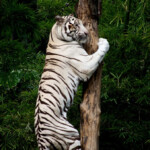 Climbing White Tiger This Climbing White Tiger Was Part Of Flickr