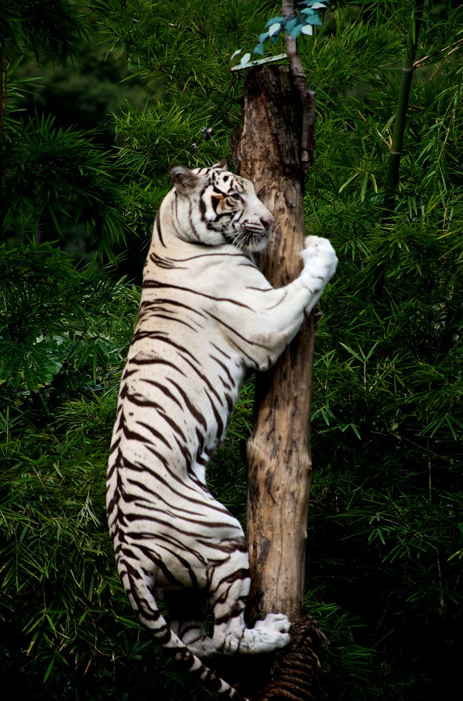 Climbing White Tiger This Climbing White Tiger Was Part Of Flickr