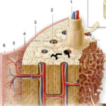 Compact And Spongy Bone Microanatomy Of Bone Tissue Anatomy Bones