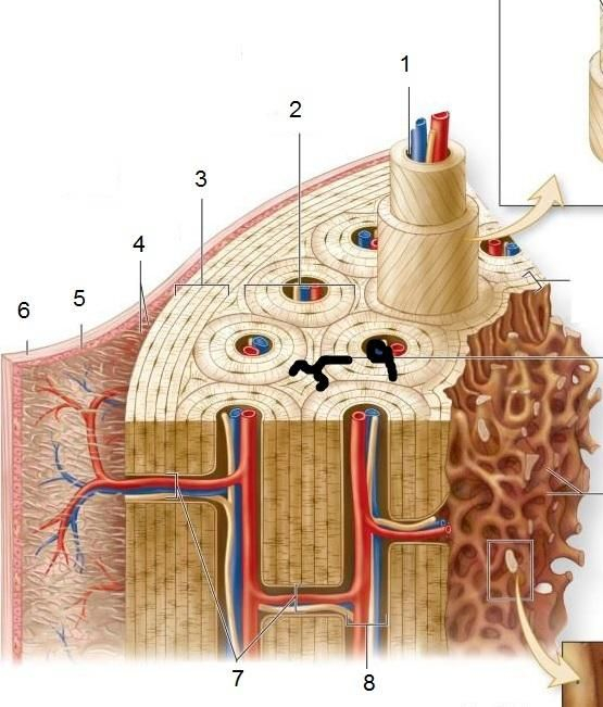 Compact And Spongy Bone Microanatomy Of Bone Tissue Anatomy Bones 