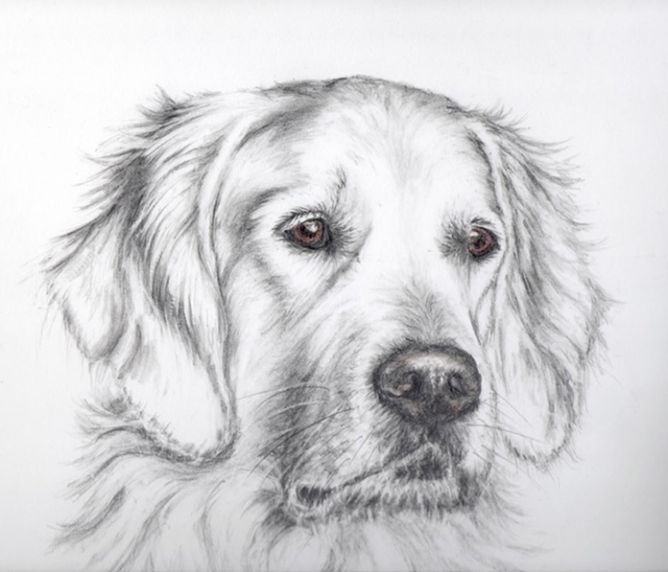 Dog Portrait Of Bruno A Golden Retriever Dog Art Dog Portraits Dog 