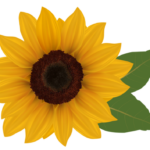 Download High Quality Sunflower Clipart Mason Jar Transparent PNG