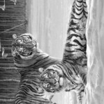 Draw Tigers Grayscale Coloring Animal Drawings Cat Coloring Page