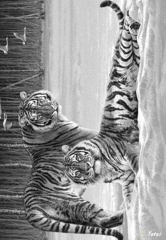 Draw Tigers Grayscale Coloring Animal Drawings Cat Coloring Page