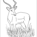 Drawings Antelope Animals Printable Coloring Pages