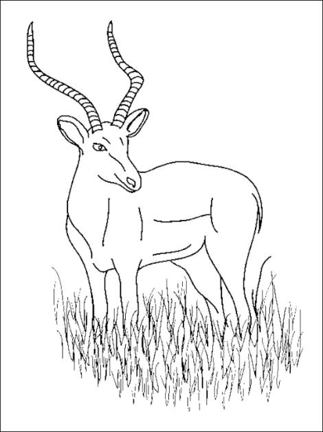 Drawings Antelope Animals Printable Coloring Pages