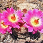 Echinocereus Rigidissimus Arizona Rainbow Cactus