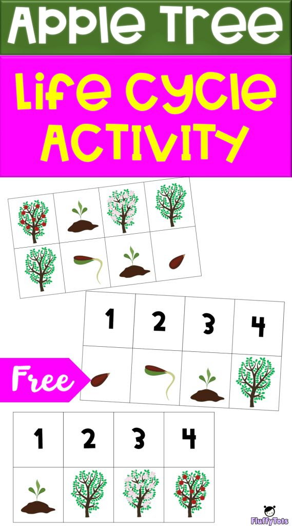 FREE Apple Tree Life Cycle Fun Way To Learn About Sequencing And Life