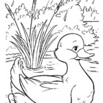 Free Printable Duck Coloring Pages