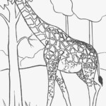 Free Printable Giraffe Coloring Pages For Kids