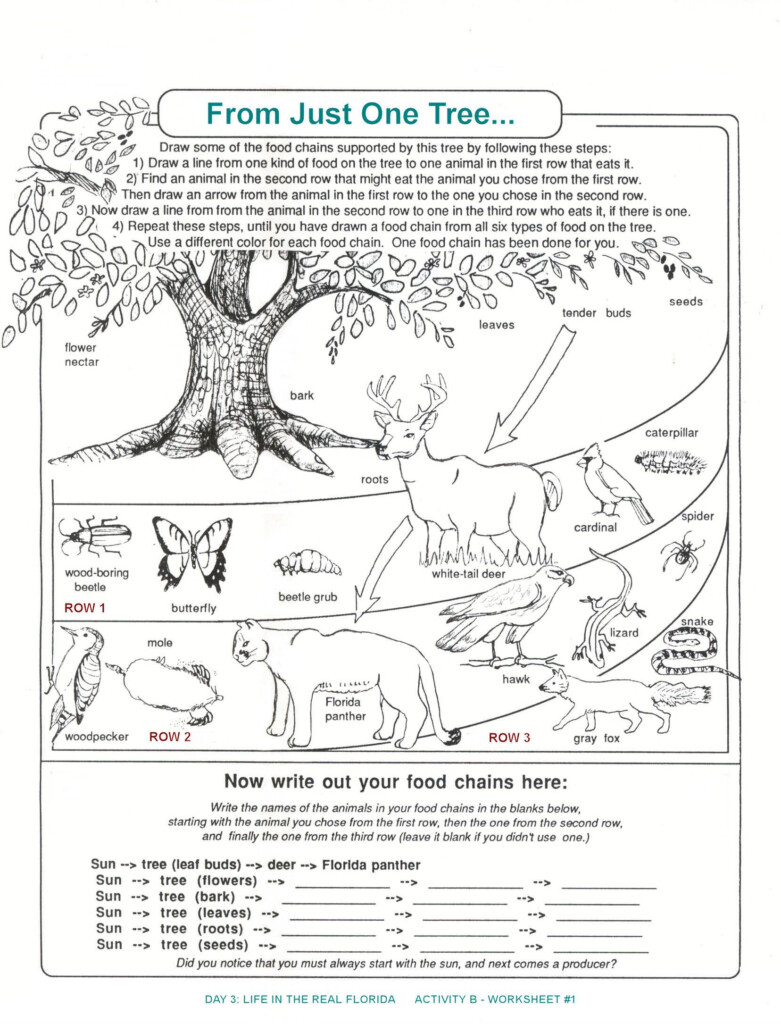 Free Printable Producer Consumer Decomposer Worksheet For Kids 