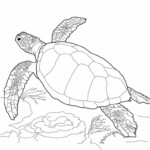 Free Printable Turtle Coloring Pages For Kids