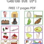 Free Sequencing Cards And Color Matching For Pre K K 1 Sequencing