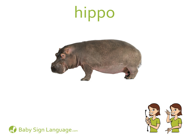 Hippopotamus Hippo 