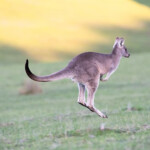 Hop Like A Kangaroo Printable Movement Cards For Hyper Kids Mama Wild