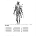 Human Body Diagram Worksheets 99Worksheets