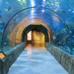 In The Underwater Tunnel Aquarium Of The Americas New Orleans Louisiana