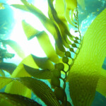 Kelp Holds Fast And Holds Up National Geographic Society