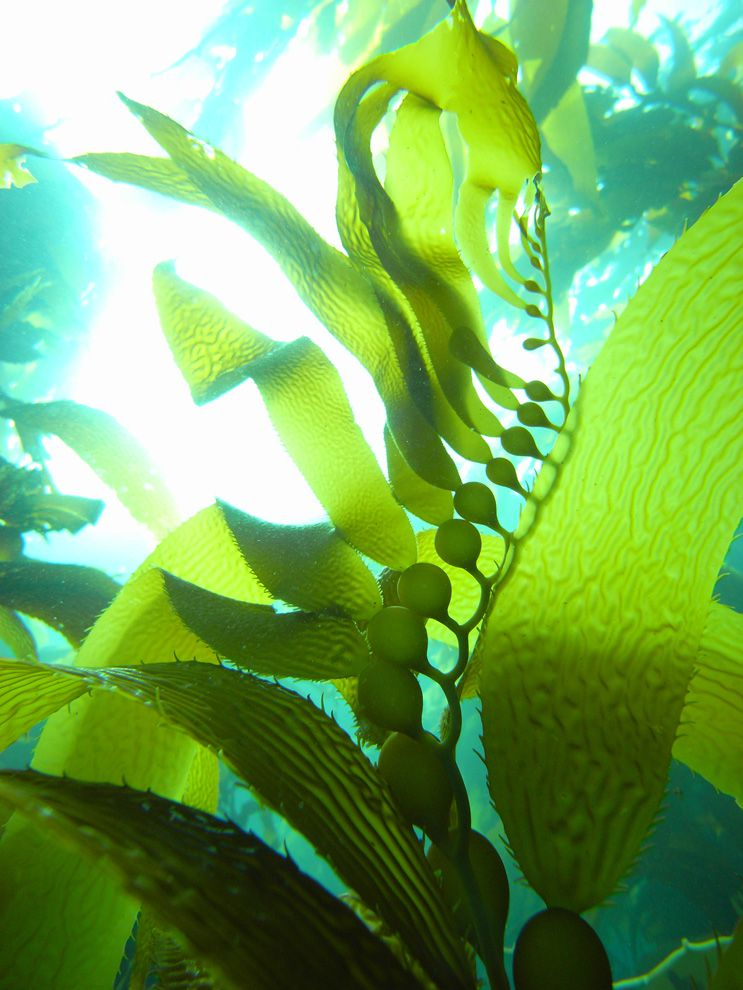 Kelp Holds Fast And Holds Up National Geographic Society