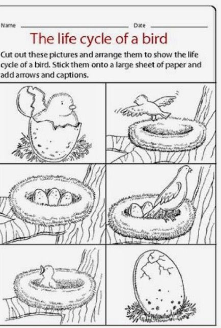 Life Cycle Of A Bird Worksheets 99Worksheets