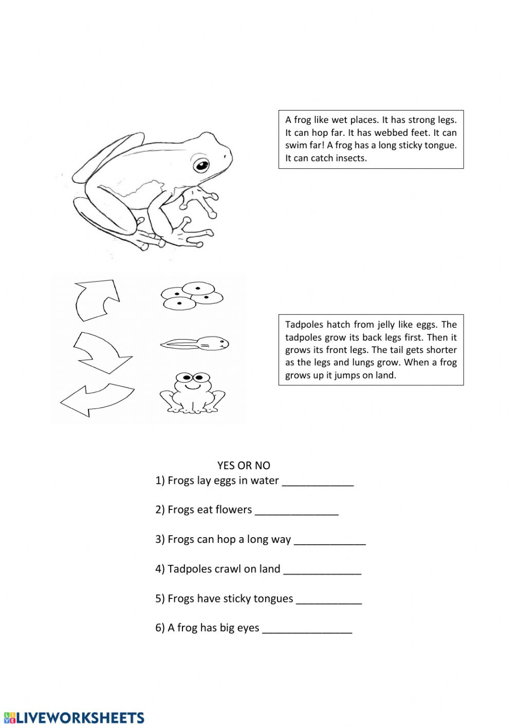 life-cycle-of-a-frog-interactive-worksheet-freeprintable-me